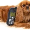 FuzzYard Pluche Nokia – Nokidog – Speelgoed Voor Honden