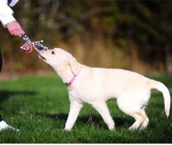 Chuckit! Chuckit Ultra Toss Oranje&Blauw&Wit Hondenspeelgoed 6 Chuckit! Chuckit Ultra Toss Oranje&Blauw&Wit Hondenspeelgoed -Huisdierbenodigdheden chuckit ultra toss 24108