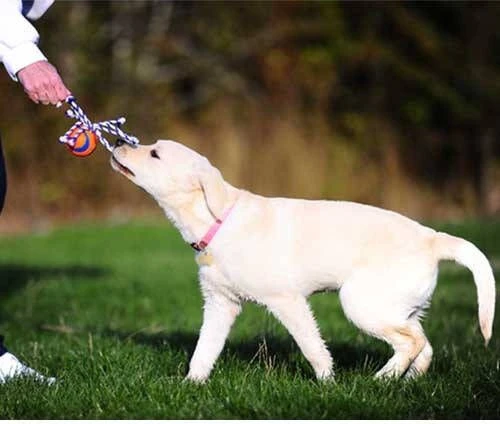 Chuckit! Chuckit Ultra Toss Oranje&Blauw&Wit Hondenspeelgoed 3 Chuckit! Chuckit Ultra Toss Oranje&Blauw&Wit Hondenspeelgoed - Afbeelding 3