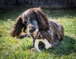 Nylabone Wishbone Kauwspeelgoed Met Kippensmaak Grootte M L 15 X B 12 X H 2, 5 Cm