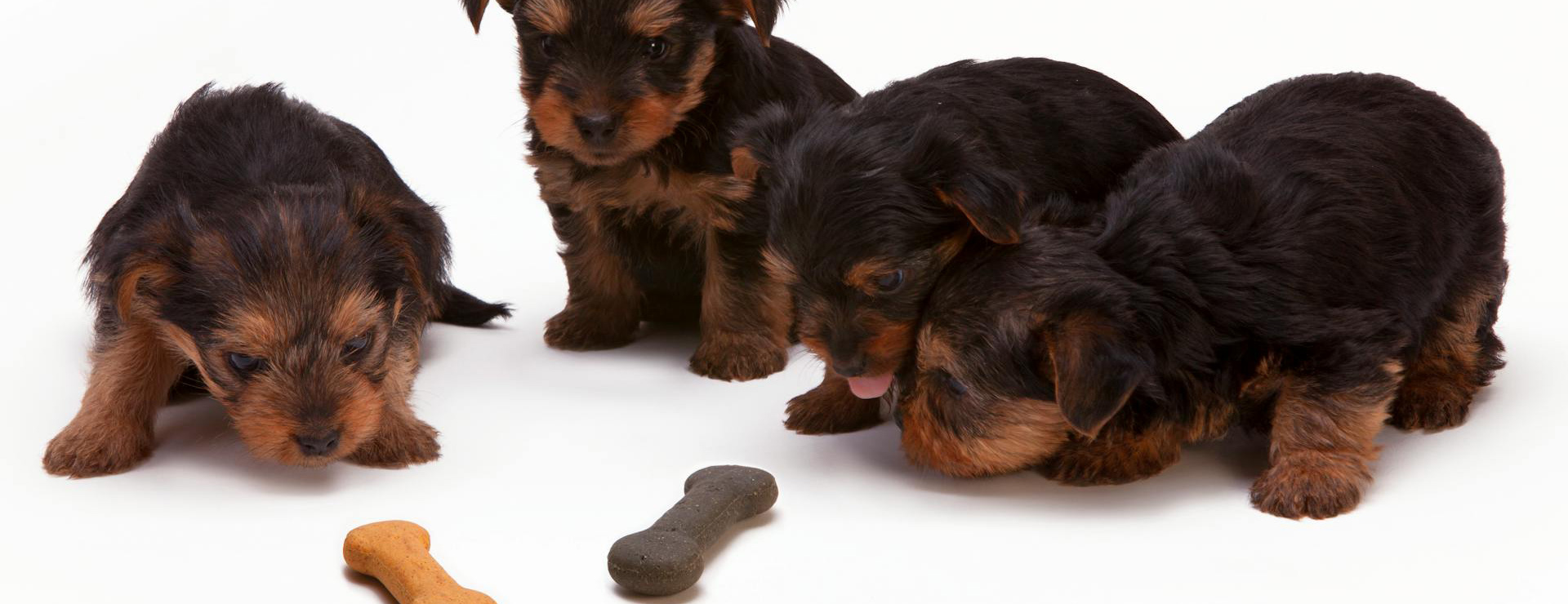 Voorkant 3 Voorkant -Huisdierbenodigdheden pexels bill emrich 64742 230785