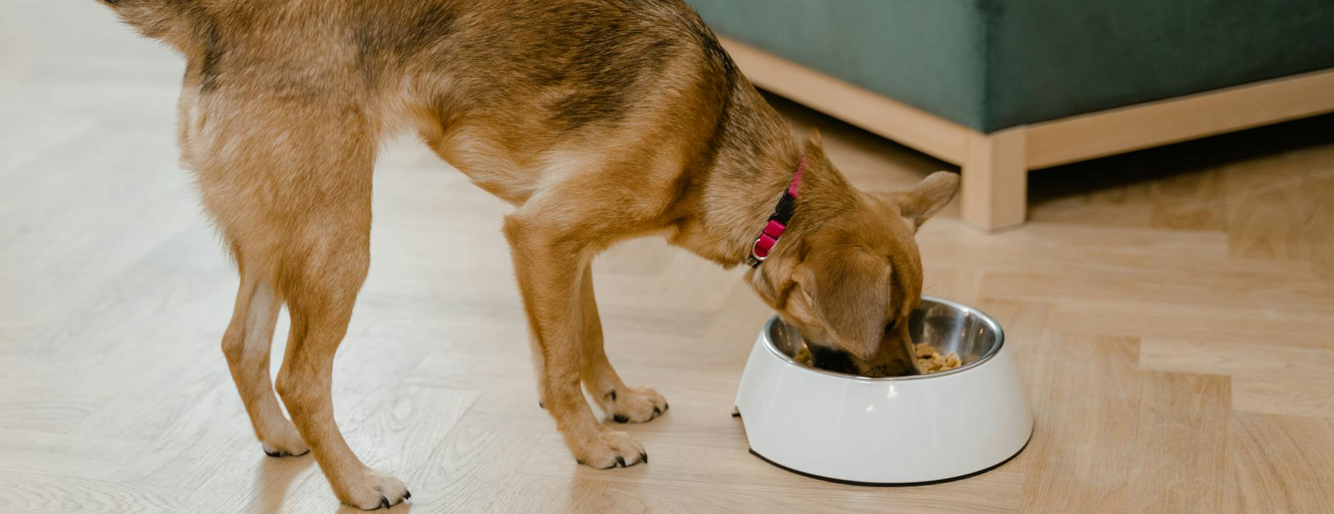 Voorkant 1 Voorkant -Huisdierbenodigdheden pexels mart production 8434725